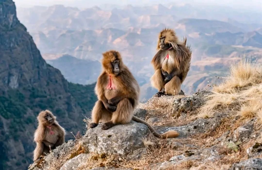 Simien Mountains National Park: Hiking, Wildlife & Best Time to Visit