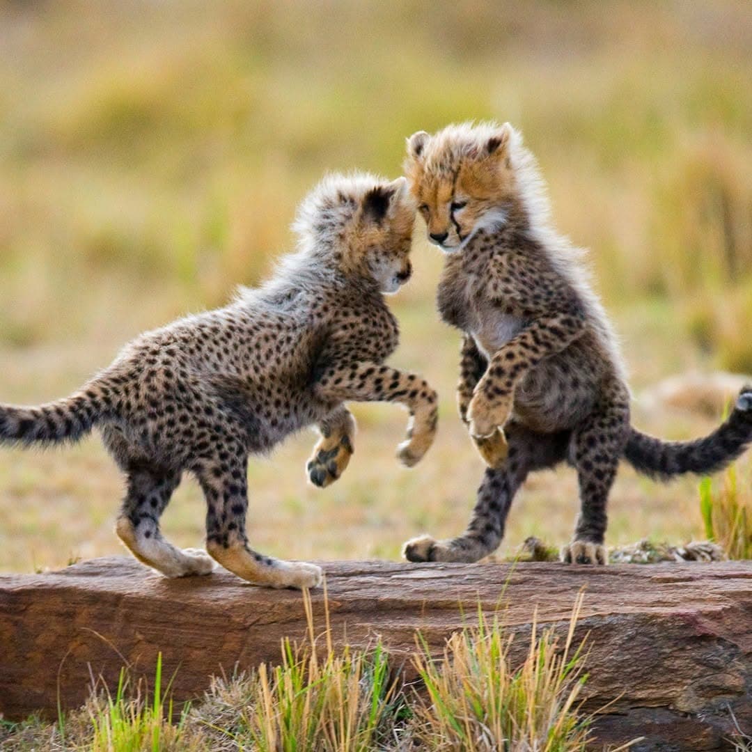 Kenya Safari for First-Timers: Itineraries, Parks & Best Times to Visit