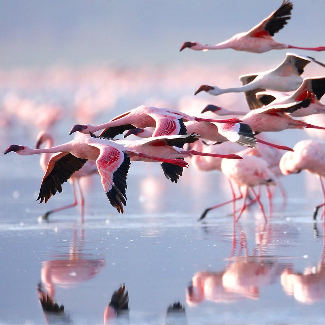 Best National Parks and Game Reserves in Kenya (Beyond Maasai Mara)