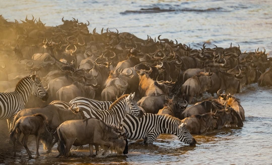 The Great Migration in Kenya: Best Time, Best Places & What to Expect