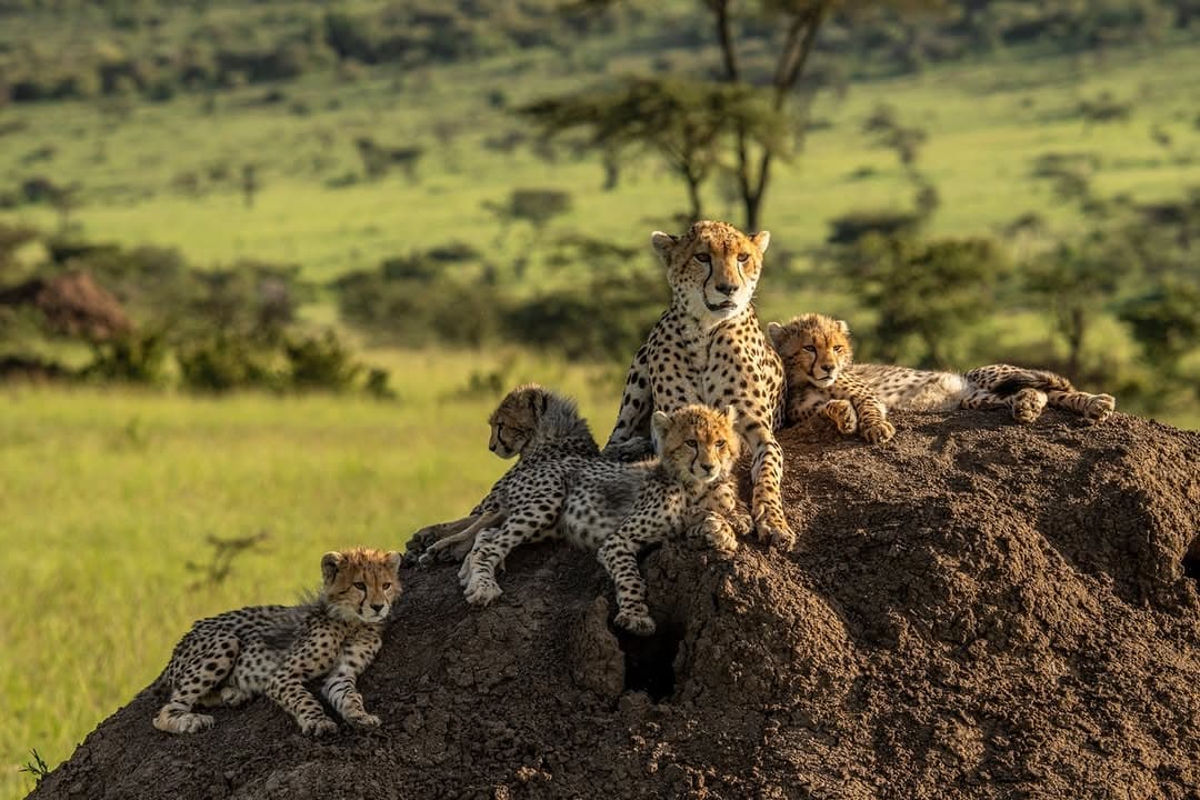 Maasai Mara Safari Guide: Essential Things to Know Before You Go
