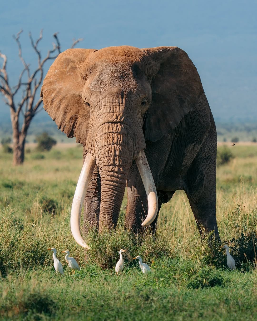 Majestic elephant on the Kenyan savannah — Amboseli National Park