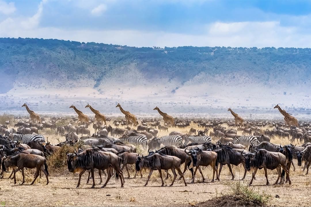How to Book a Kenya Safari (Without Getting Overcharged)