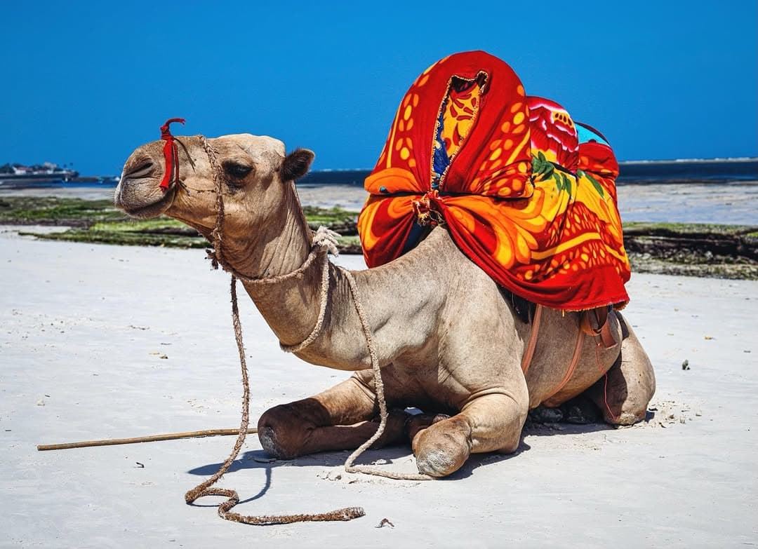 10-Day Kenya Travel Itinerary: Safari & Beach Route