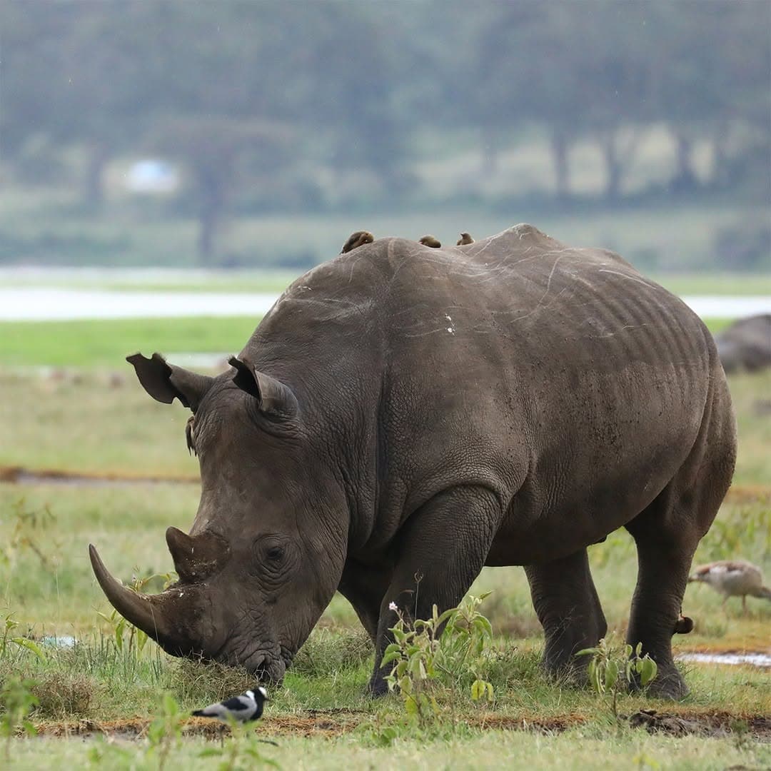 Big Five Safaris in Kenya: Best Parks, Routes & When to Visit (2026 Guide)