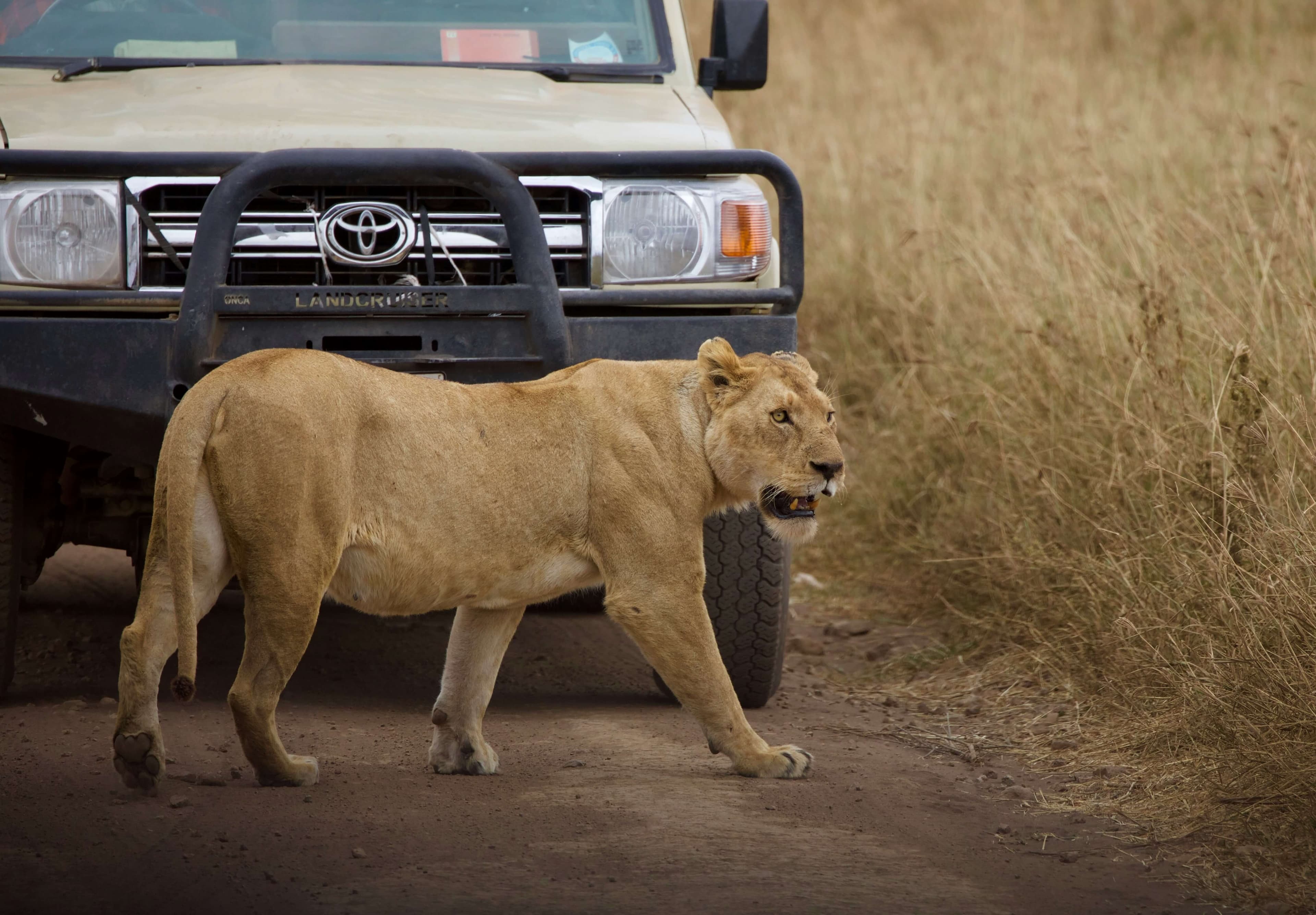 Self-Drive vs Guided Safari in Tanzania (2026): Costs, Safety, Routes & Expert Tips