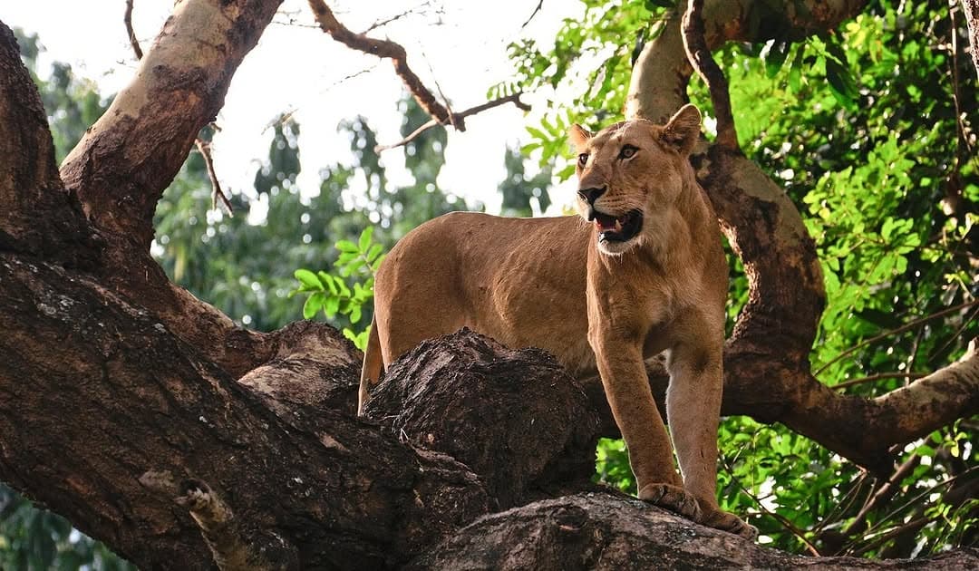 Best National Parks in Tanzania for Safaris: Serengeti, Ngorongoro & More