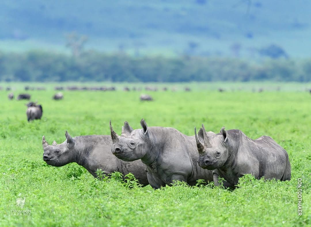Tanzania Big Five Safari (2026): Best Parks, Rhino Spots & Expert Tips