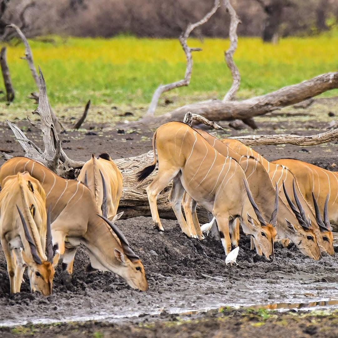 Wildlife Photography in Tanzania (2026): Best Parks, Settings & Safari Tips
