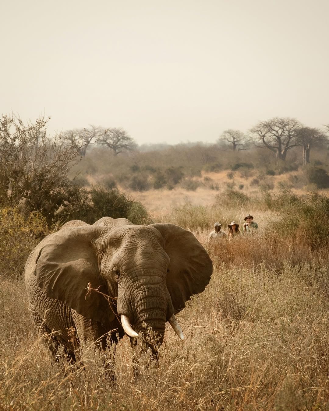 Adventure Travel in Tanzania (2026): Walking Safaris, Fly-In Trips & Unique Experiences