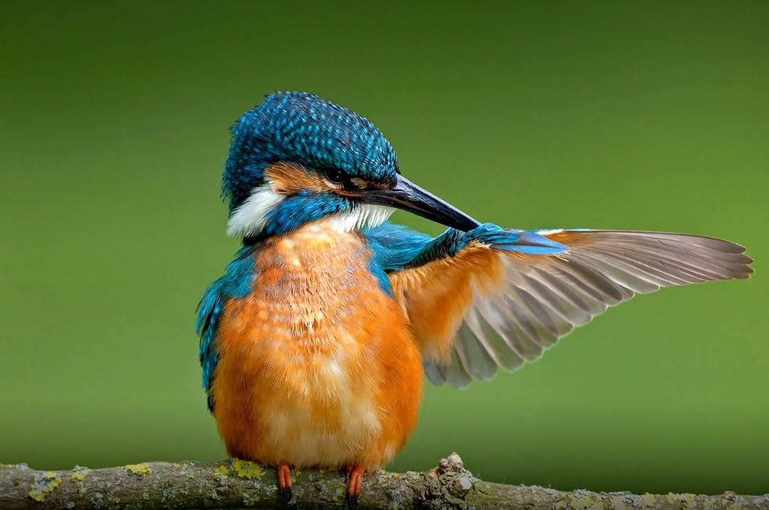 Birdwatching in Tanzania (2026): Best Sites, Seasons & Top Bird Species