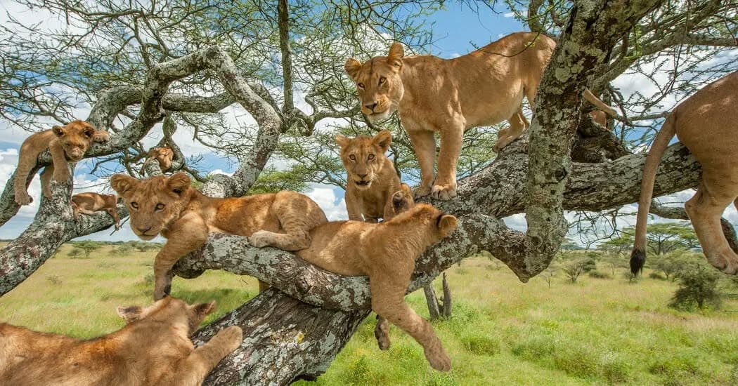 Tanzania Safari Cost (2026): Full Price Breakdown + Real Examples