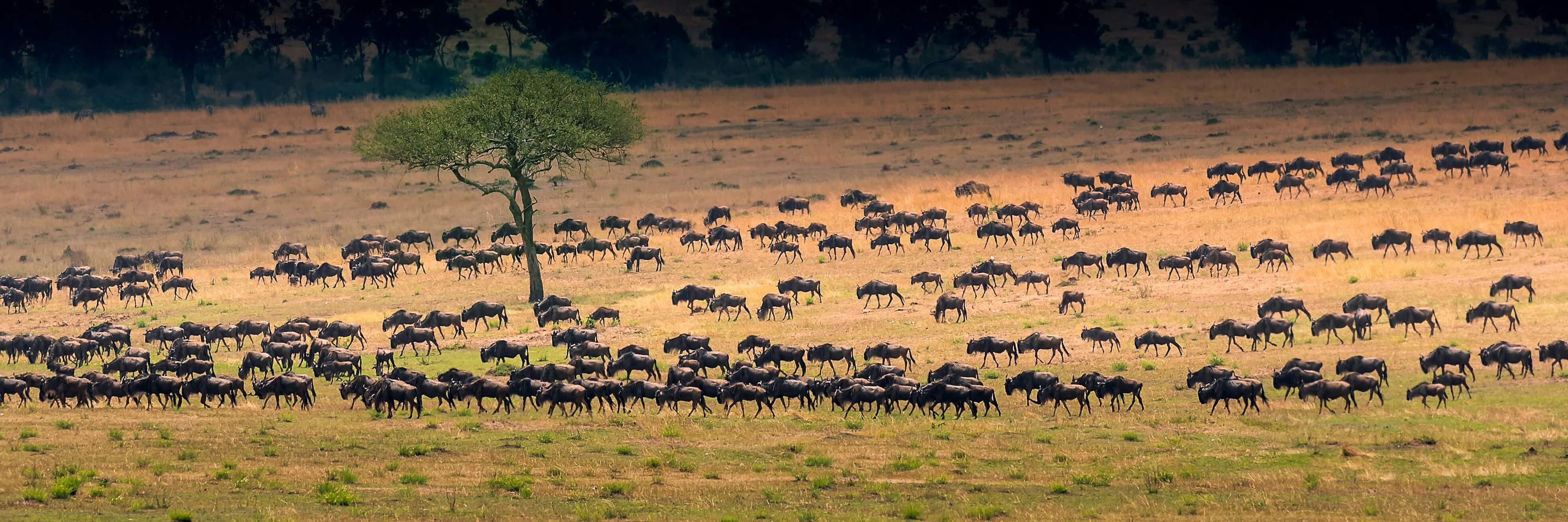 Great Migration Tanzania (2026): Best Time, Map, River Crossings & Safari Tips