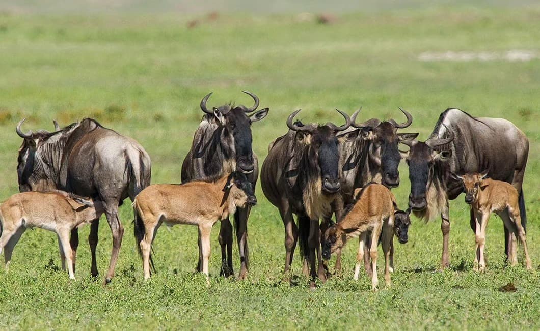 Wildebeest calves during calving season on the Ndutu plains, Tanzania — a scene captured by the Likizo Travel Blog team